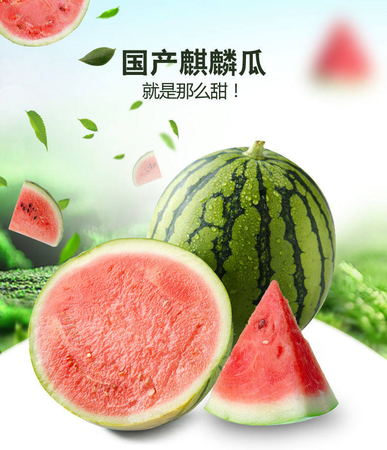 新鲜水果8424西瓜包邮无籽当季2个装16斤以上薄皮应季现摘麒麟瓜