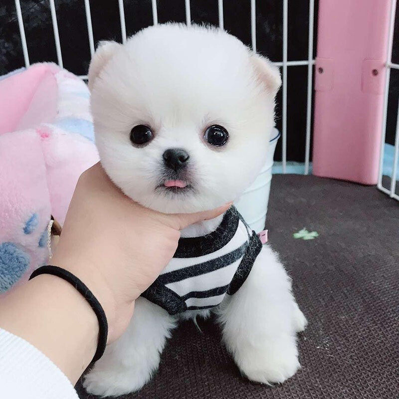 一折狗狗活体100元以下幼犬包邮可爱