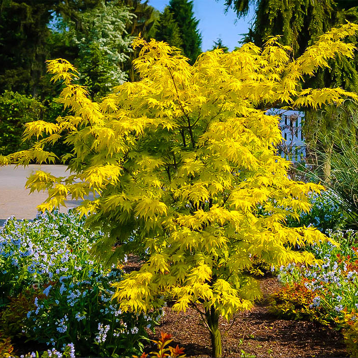 黄金枫树苗正宗橙之梦日本红枫金陵黄金枫树苗三季红庭院风景树苗