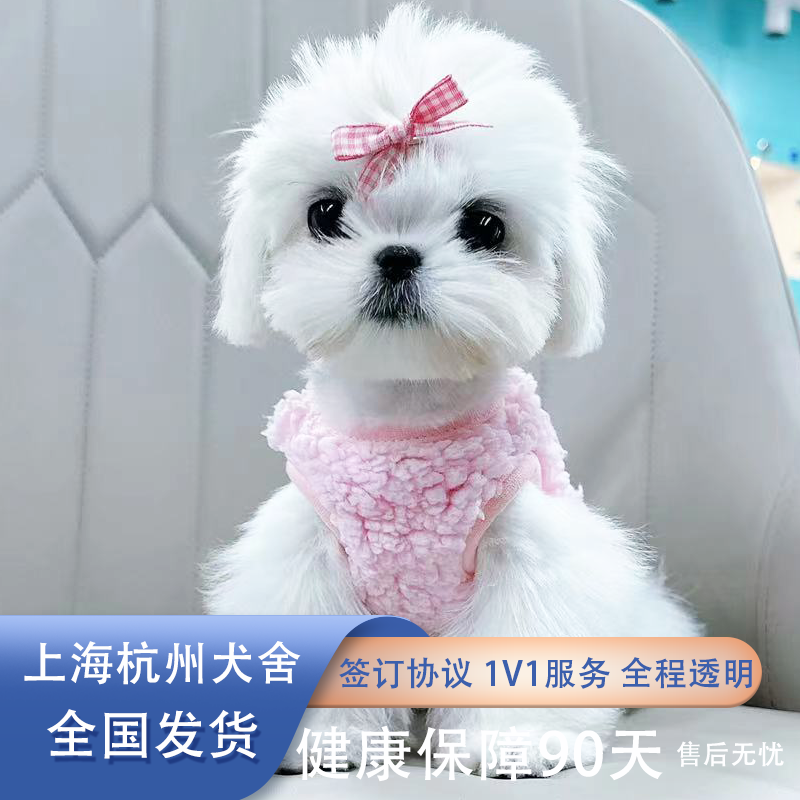 马尔济斯犬纯种幼犬活体双血统韩版小体宠物狗杭州上海犬舍茶杯犬