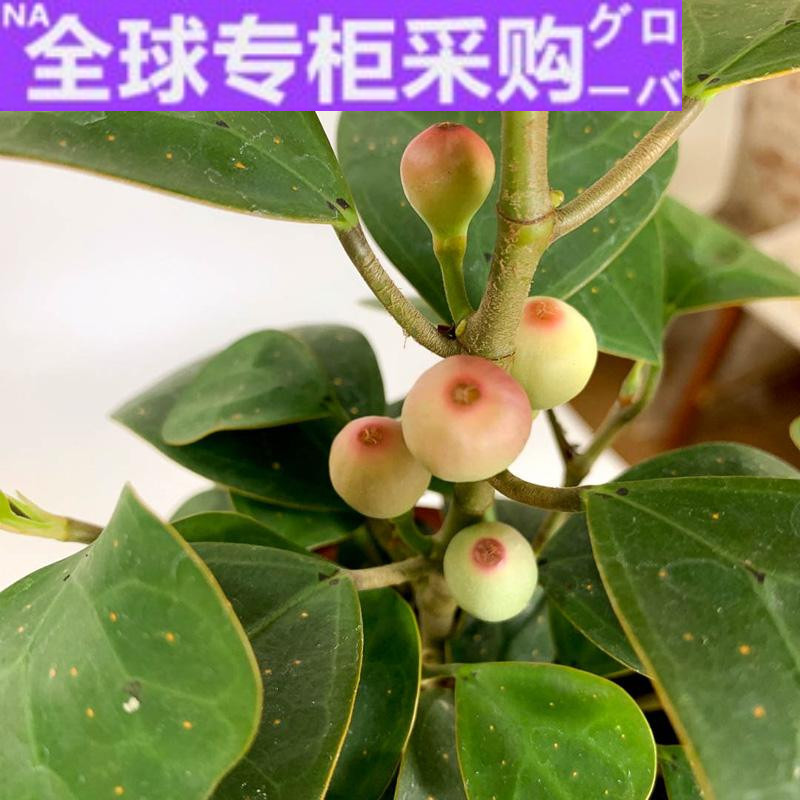 日本yr小盼菩提盆栽 室内 盆栽 招财树 花卉植物 菩提树盆景