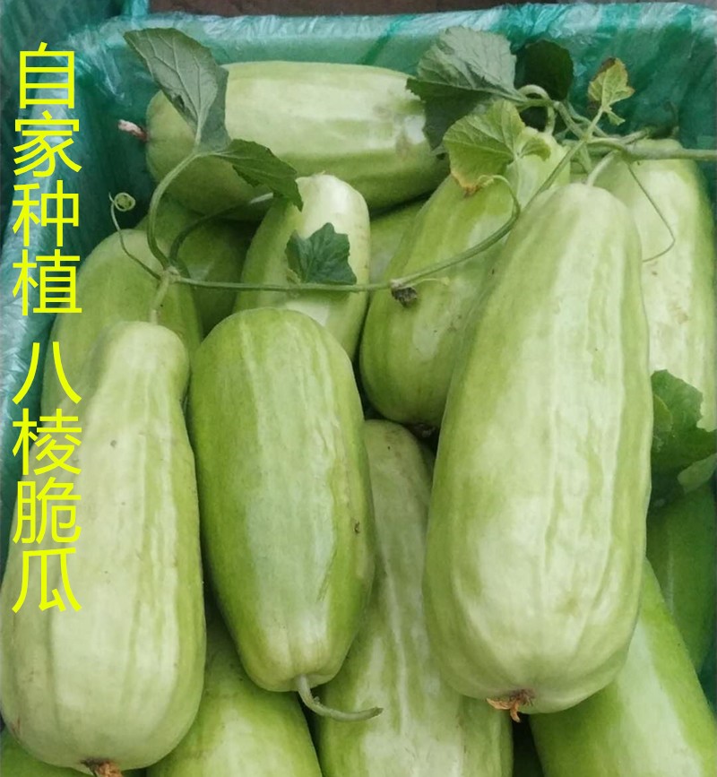 山东八棱脆瓜菜瓜烧瓜无糖水果非甜瓜羊角蜜玉女瓜新鲜现摘