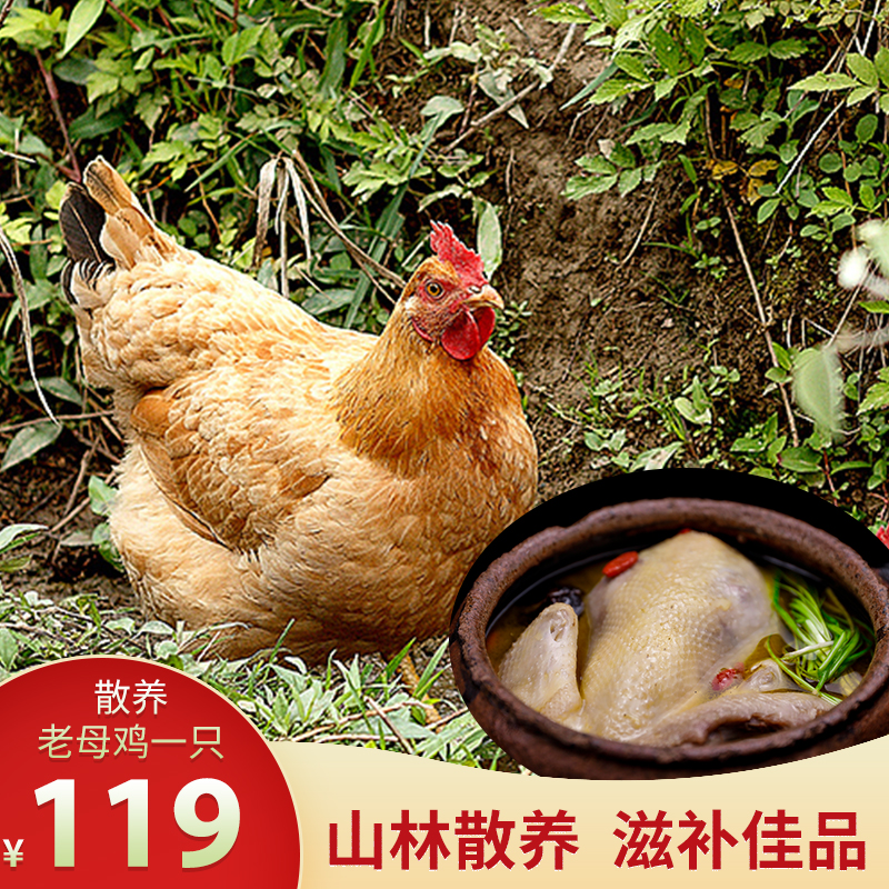 皖南正宗农家散养老母鸡山林三黄鸡