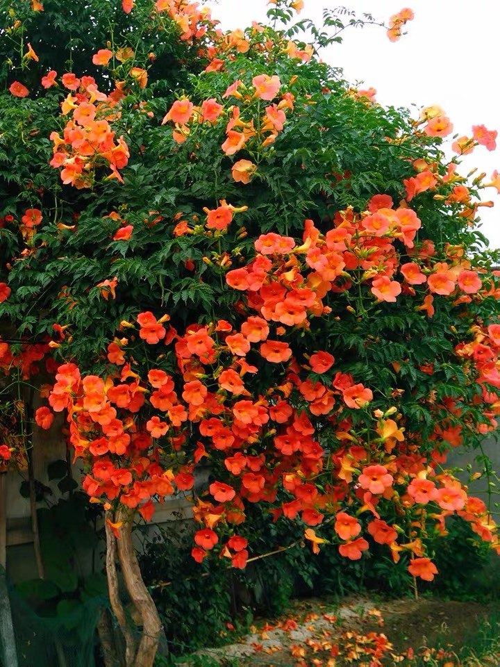 树苗爬藤四季开绿植盆栽庭院凌霄花