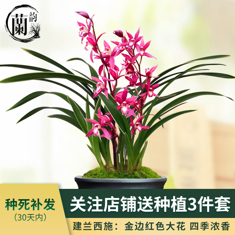 新品兰花苗建兰西施夏带花苞出售有香味的兰花室内外绿植花卉盆栽