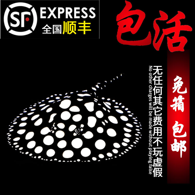热带魟鱼活体小鱼苗魔鬼鱼片皇冠黑白太空黑帝黑金米克斯珍珠新品|msdalam kategori haiwan peliharaan/makanan haiwan dan bekalan, Aquarium World, ikan - dari Buy2taobao.com untuk memberikan perkhidmatan ejen Taobao profesional membeli