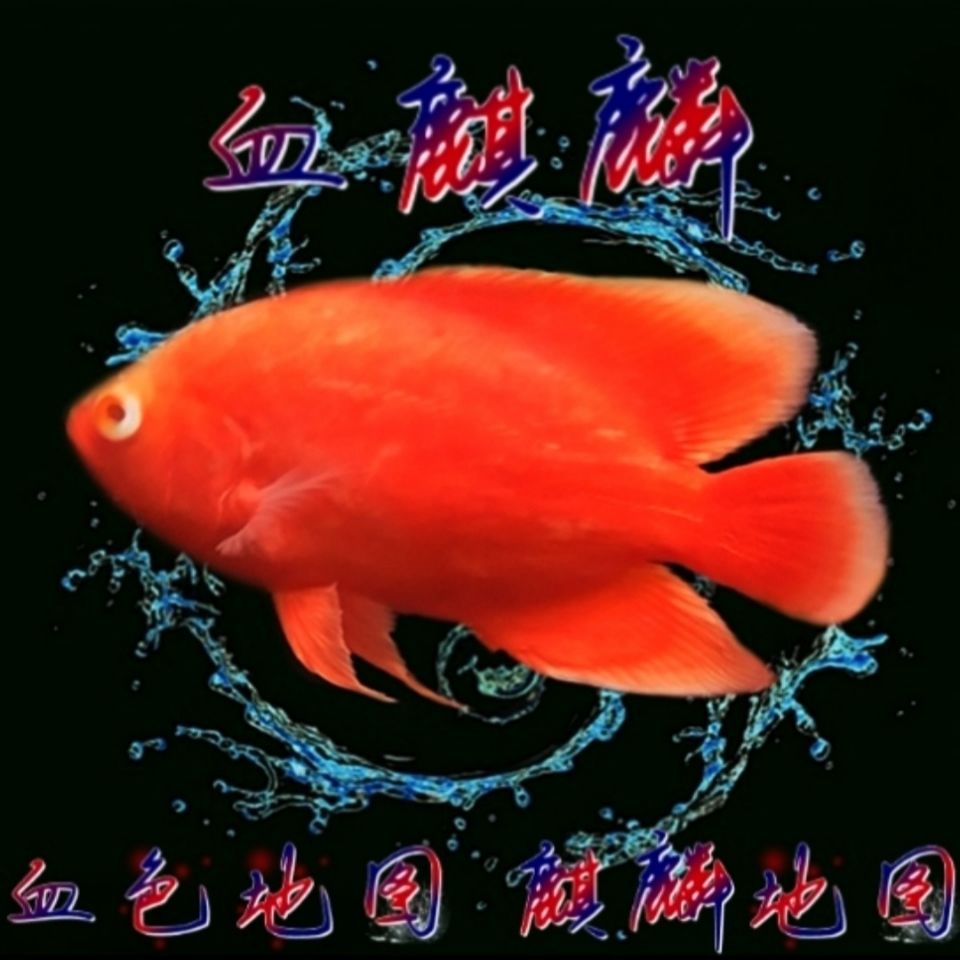 血麒麟地图鱼血猪鱼血图鱼黑地图鱼红地图鱼淡水热带鱼红色观赏鱼