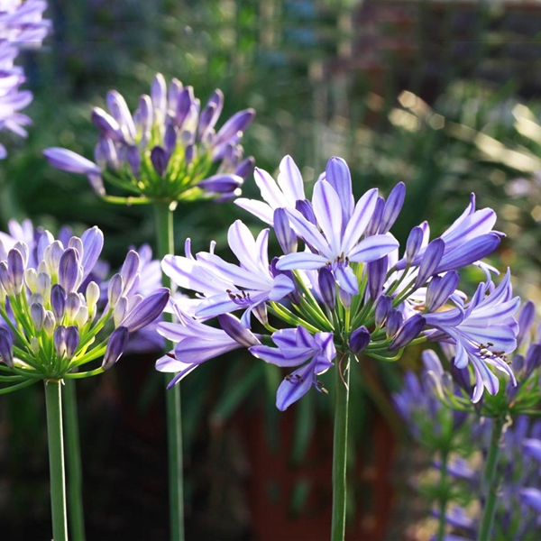 百子莲盆栽花苗阳台庭院耐热多年生宿根花卉易养护爱情花四季绿叶