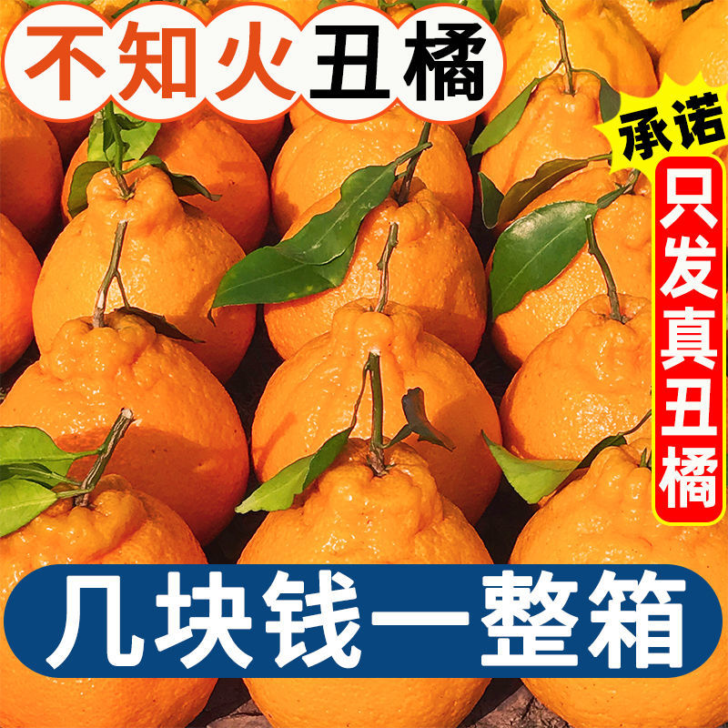 四川不知火丑橘9斤桔子新鲜应当季水果丑八怪蜜橘子耙耙柑10包邮