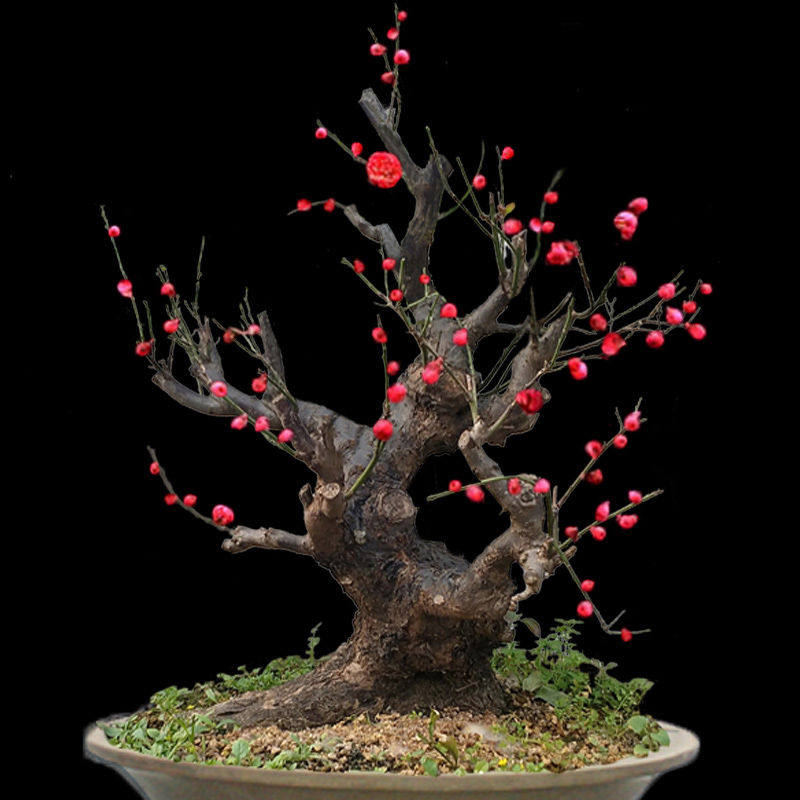 原生骨里红梅花苗盆栽梅花耐寒老树桩朱砂梅庭院花卉室内盆景植物