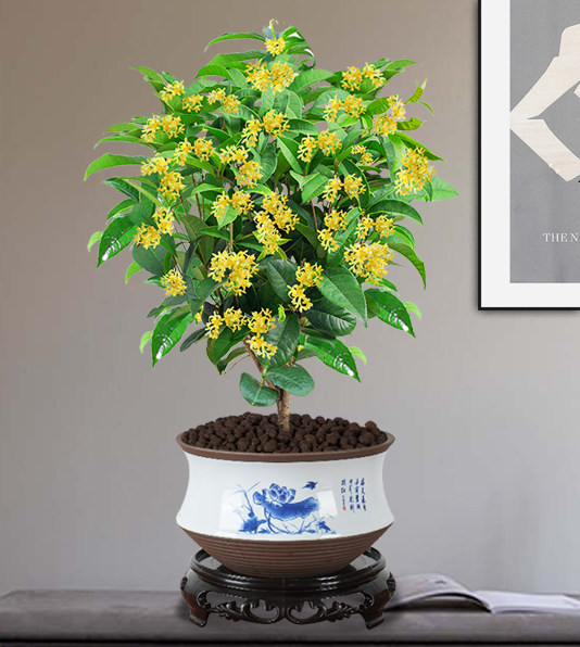 桂花盆栽树苗阳台花卉植物四季开花