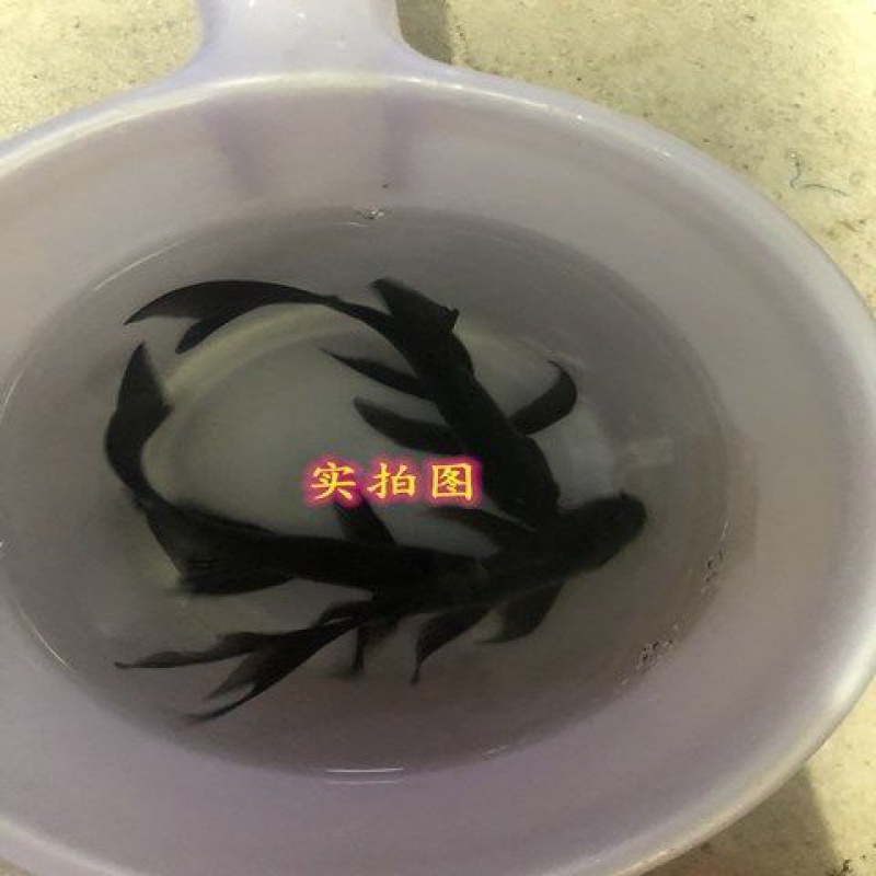 新品种蝴蝶鲤黑彗星鱼冷水鱼龙鲤蝴蝶大鳍大尾活体观赏鱼活体包邮在类目 宠物/宠物食品及用品, 水族世界, 鱼中 - 来自Buy2taobao.com提供专业的淘宝代购服务