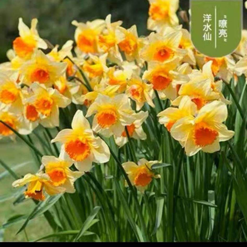 热销水仙花水培