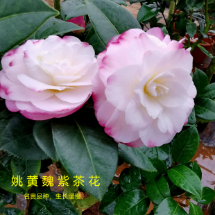 姚黄魏紫名贵奇特山茶花树苗带花苞室内花卉四季绿植阳台客厅植物