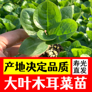 大叶木耳菜苗阳台盆栽家种爬藤蔬菜种籽子子幼苗四季种植秧苗