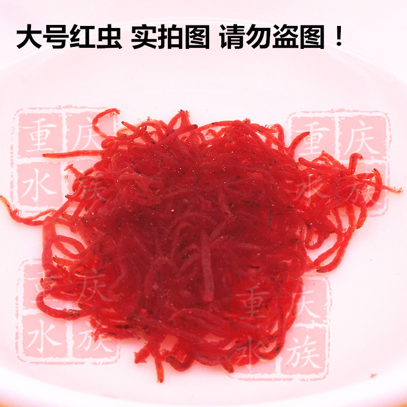冰冻红虫冷冻血虫丰年水蚤冻赤虫牛心汉堡轮虫鱼苗开口观赏鱼饲。在类目 宠物/宠物食品及用品, 水族世界, 观赏鱼饲料中 - 来自Buy2taobao.com提供专业的淘宝代购服务