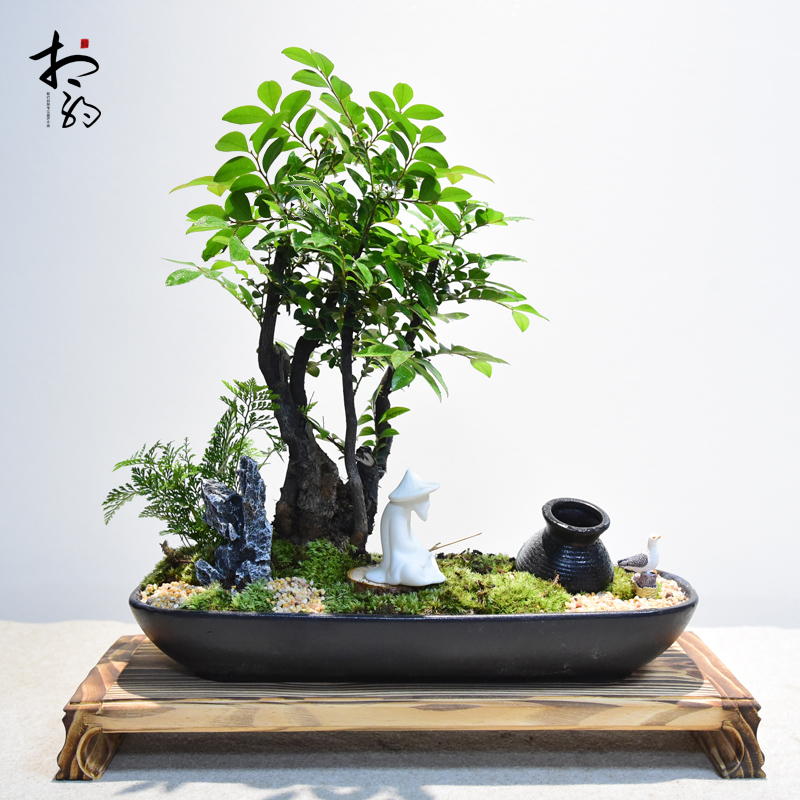 小叶紫檀盆景黑骨茶盆栽老桩盘景室内四季常青书房阳台好养植物