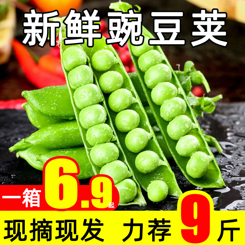 豌豆荚新鲜现摘带壳青豌豆角农家当季