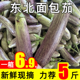 东北面包茄子新鲜现摘蔬菜烧烤紫花茄子特产农家当季青长茄子包邮