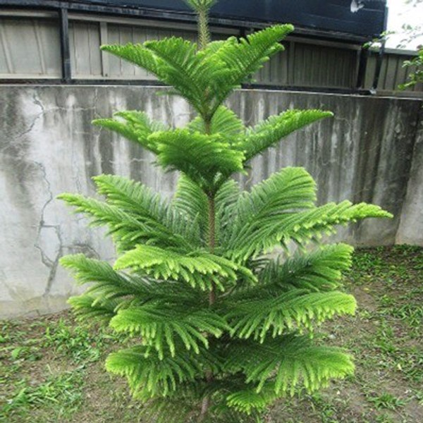 盆栽南阳南洋杉盆景圣诞树花卉发财树金钱树钱树幸福树花卉