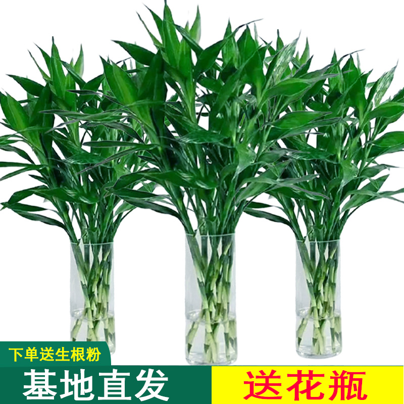 富贵竹水培植物客厅招发财竹子节节高