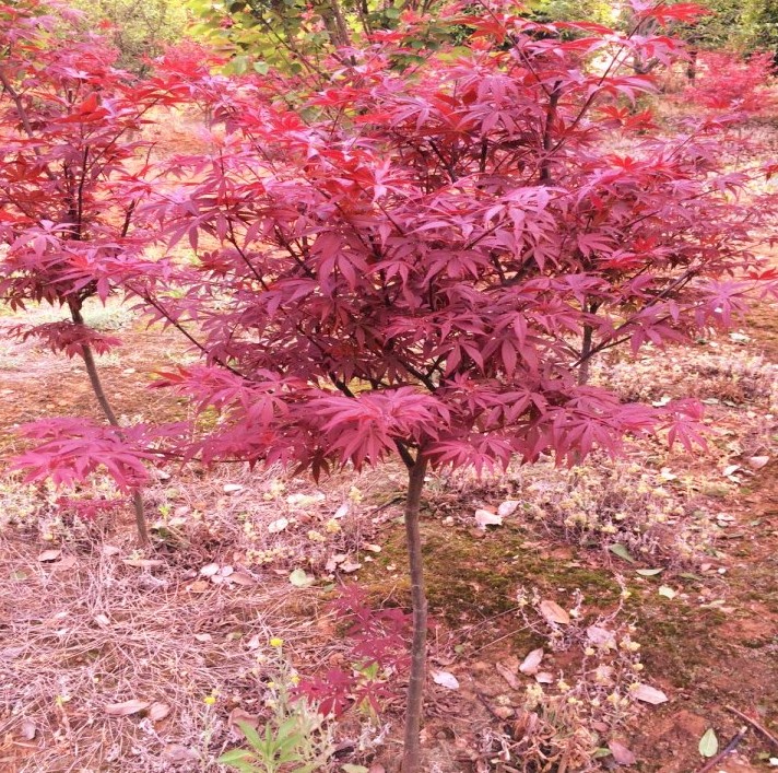 紅楓樹苗盆栽日本紅楓中國紅四季紅庭院盆栽紅楓紅舞姬紅楓盆景苗在類目 鮮花速遞/花卉仿真/綠植園藝, 花卉/綠植盆栽(新), 綠植中 - 來自Buy2taobao.com提供專業的淘寶代購服務