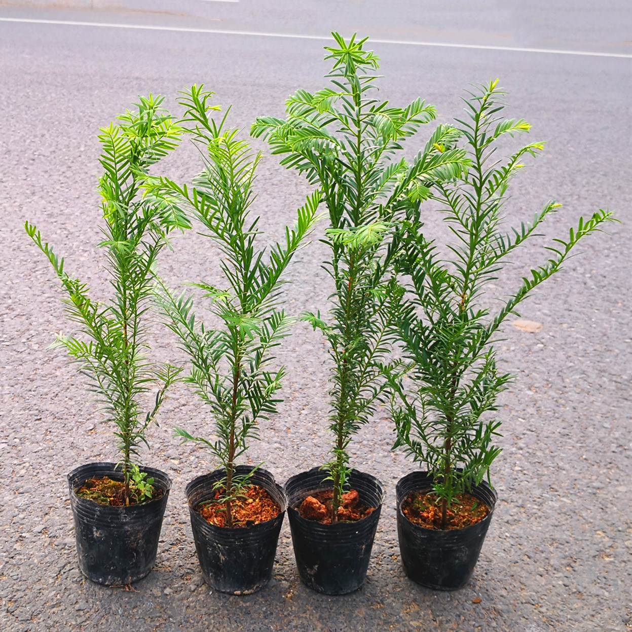 正宗南方紅豆杉樹苗地栽盆景辦公室綠植花卉四季常青大型庭院植物在類目 鮮花速遞/花卉仿真/綠植園藝, 花卉/綠植盆栽(新), 綠植中 - 來自Buy2taobao.com提供專業的淘寶代購服務