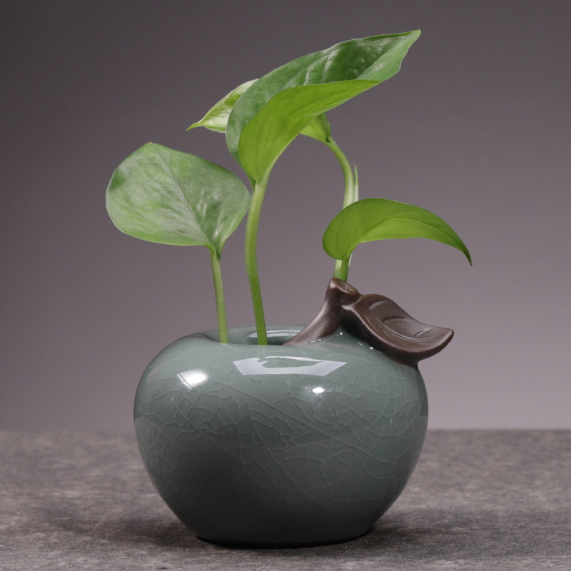 水生植物室内大额优惠券