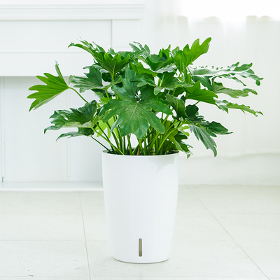 北欧春芋盆栽四季好养活室内客厅办公室中大型植物吸甲醛净化空气