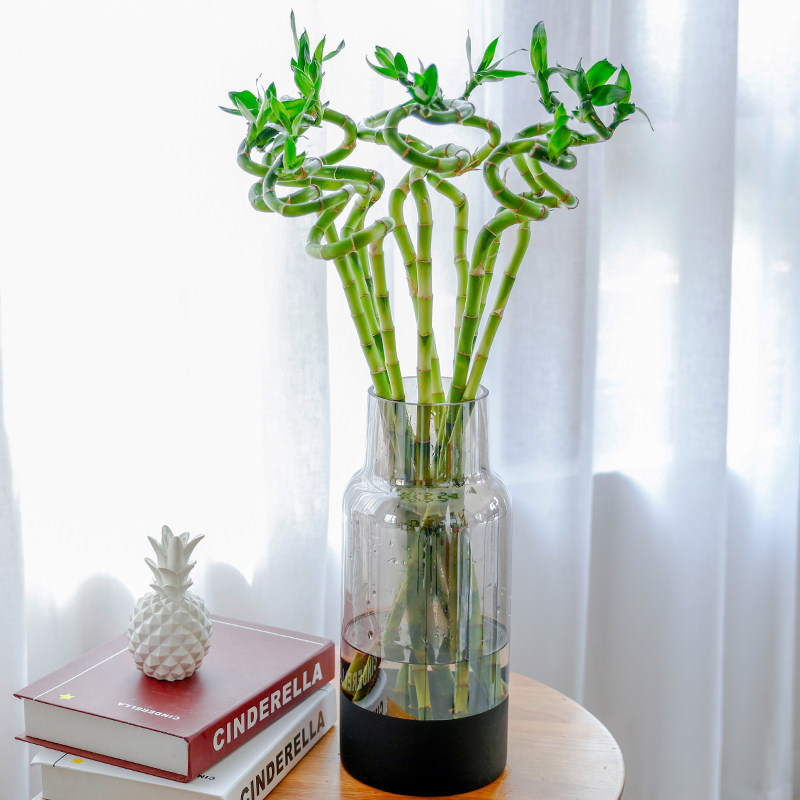 水培龙竹植物室内水养客厅办公桌面四季好养活绿植净化空气招财
