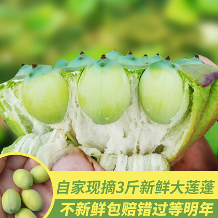 新鲜莲蓬3斤装现摘现发即食莲子米新鲜当季水果莲蓬生吃安徽特产在类目 水产肉类/新鲜蔬果/熟食, 新鲜蔬菜/蔬菜制品, 新鲜蔬菜, 新鲜莲蓬中 - 来自Buy2taobao.com提供专业的淘宝代购服务