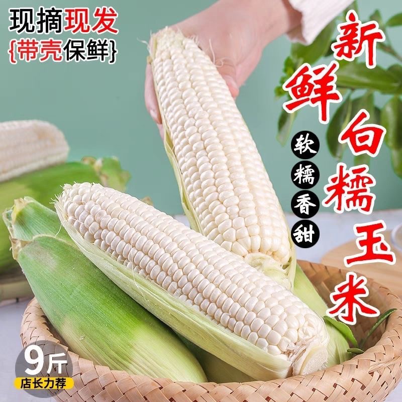 新鲜白糯玉米10斤甜玉米棒子生苞谷