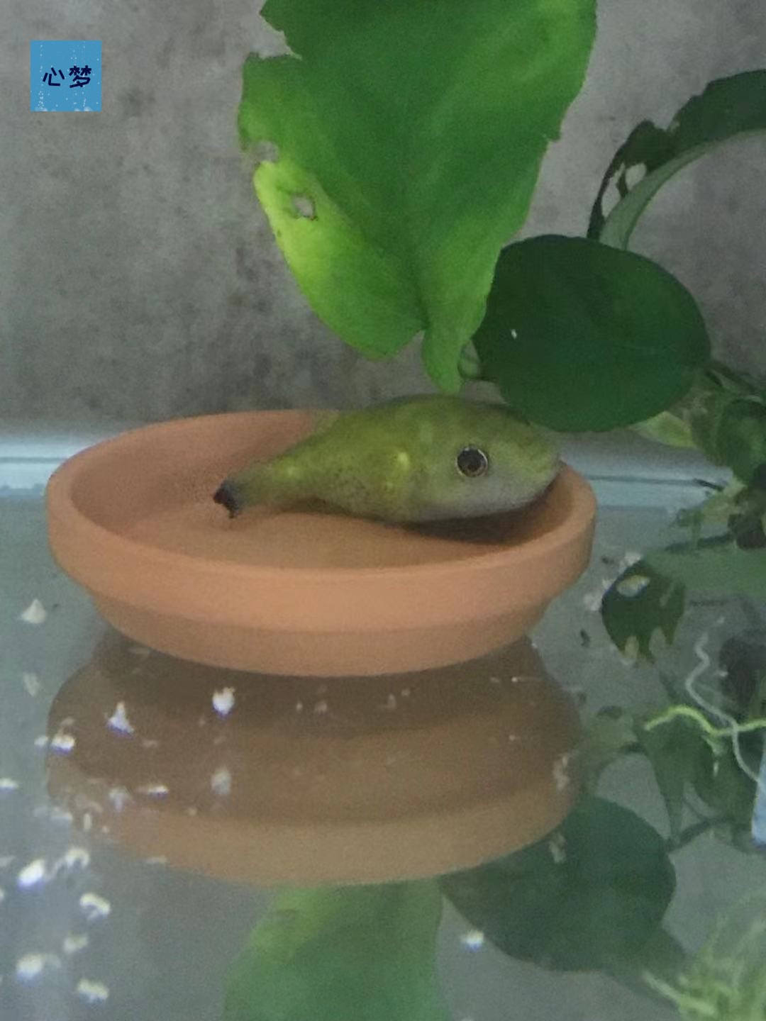 狗头鱼_心梦斑马狗头绿翡翠巧克力娃娃v字淡水河豚鱼热带鱼观赏除螺
