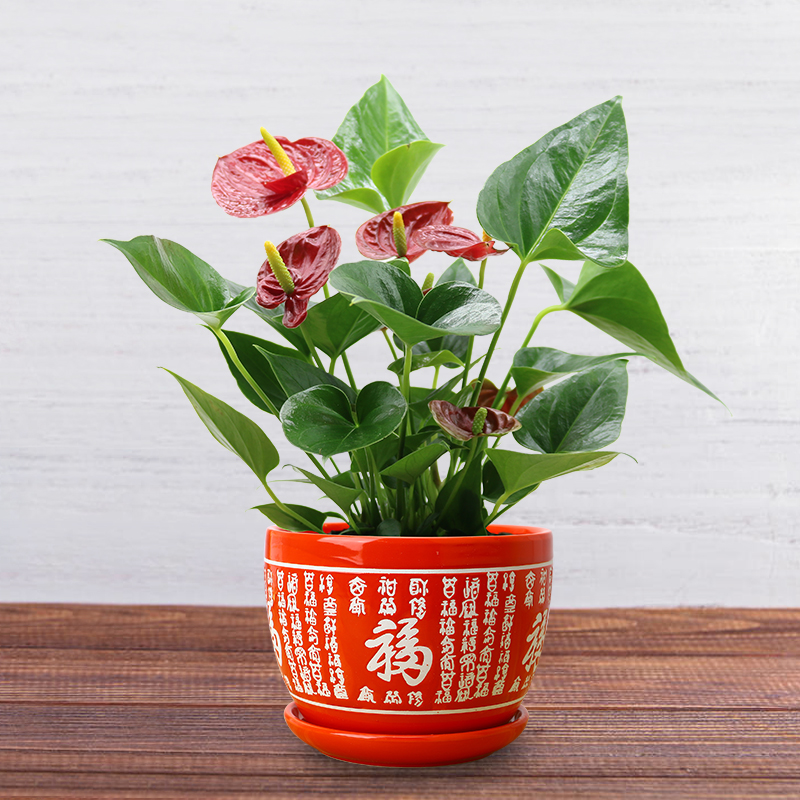 发财树盆栽 客厅 鸿运当头_红掌盆栽鸿运当头四季开花桌面绿植花卉