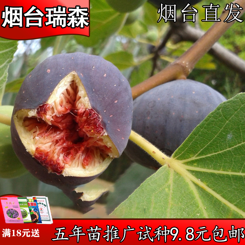 无花果树果苗盆栽地栽四季南北方种植当年结果特大无花果树嫁接苗