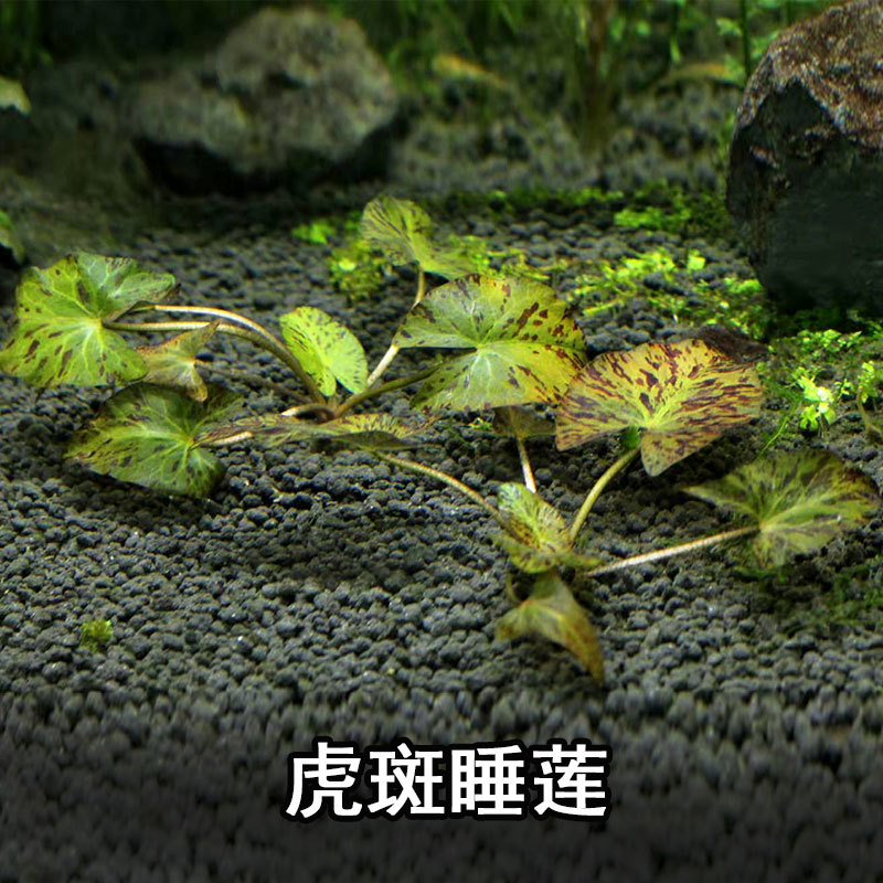 虎斑睡莲水草造景鱼缸装饰水下叶繁殖活体淡水植物易活