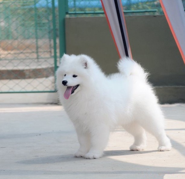纯种白色萨摩耶幼犬微笑小天使活体大型犬雪橇犬家养宠物狗狗出售