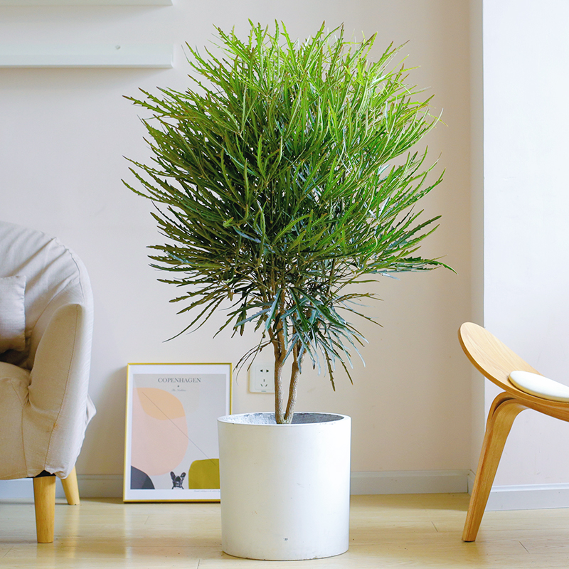 孔雀木盆栽大型室内客厅办公室绿植四季常青细叶北欧植物净化空气