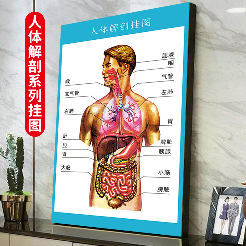 人体解剖图结构示意图彩色学骨骼肌肉器官血管血液结构图医院海报