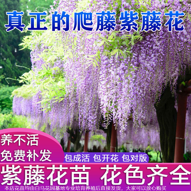 紫腾花盆景日本长穗紫藤萝花苗爬藤植物藤蔓紫藤花树苗盆栽老桩四
