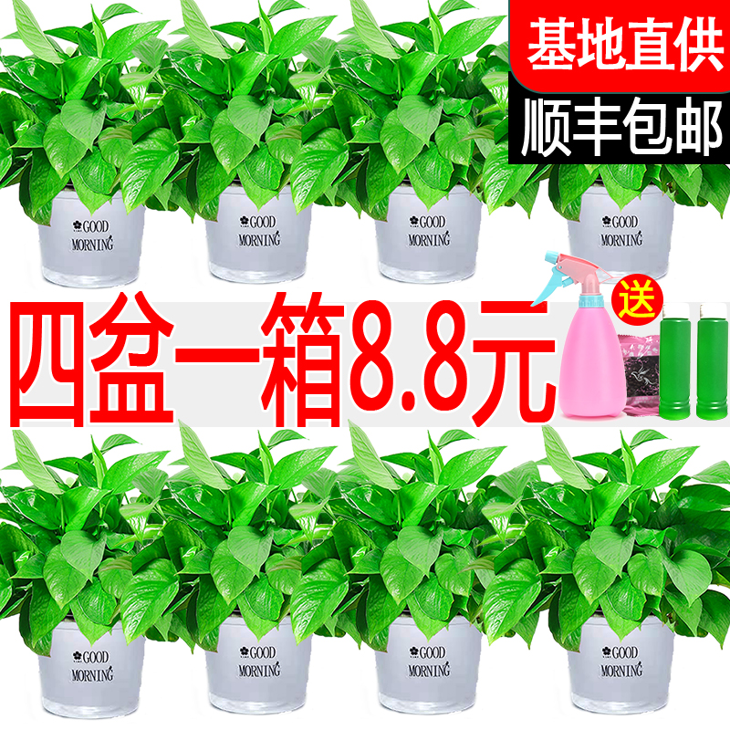 绿萝植物室内吸除甲醛绿箩新房家用绿