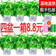 绿萝植物室内除甲醛绿箩新房家用绿植净化空气水培花卉盆栽好养