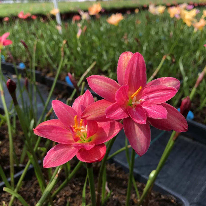 四季开花重瓣风雨兰种球风雨花葱兰韭兰庭院阳台盆栽花卉耐热耐寒