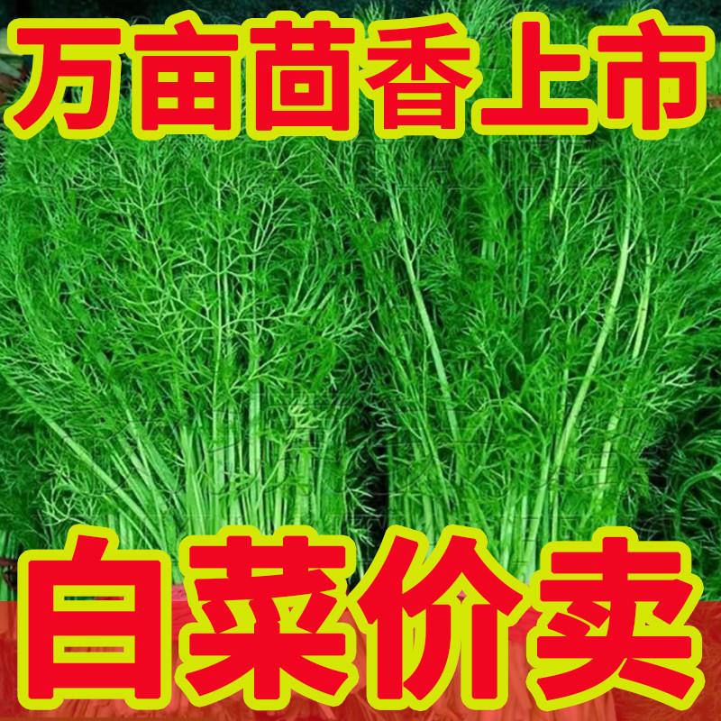 小茴香菜新鲜山东蔬菜荤香包邮大回香苗不带根包饺子包子馅2斤4斤