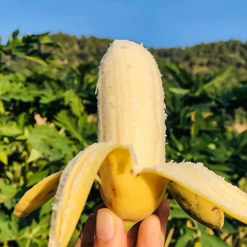 现摘云南香蕉整箱新鲜小米蕉10斤自然成熟孕妇水果大芭蕉包邮非催