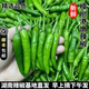 樟树港新鲜辣椒30斤湖南特产蔬菜港镇现摘青椒下饭菜整箱顺丰邮10