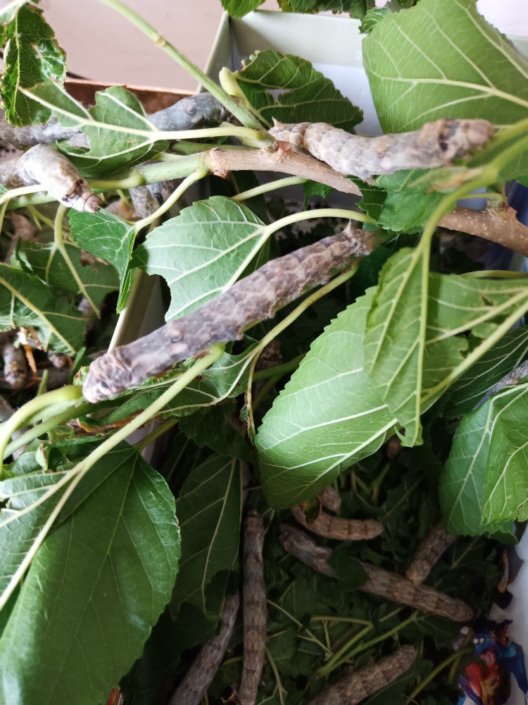 宠物稀有品种蚕宝宝黑虎 蚕斑马半野 野三元 蚕卵蚕彩色蚕茧 蚕卵-mc