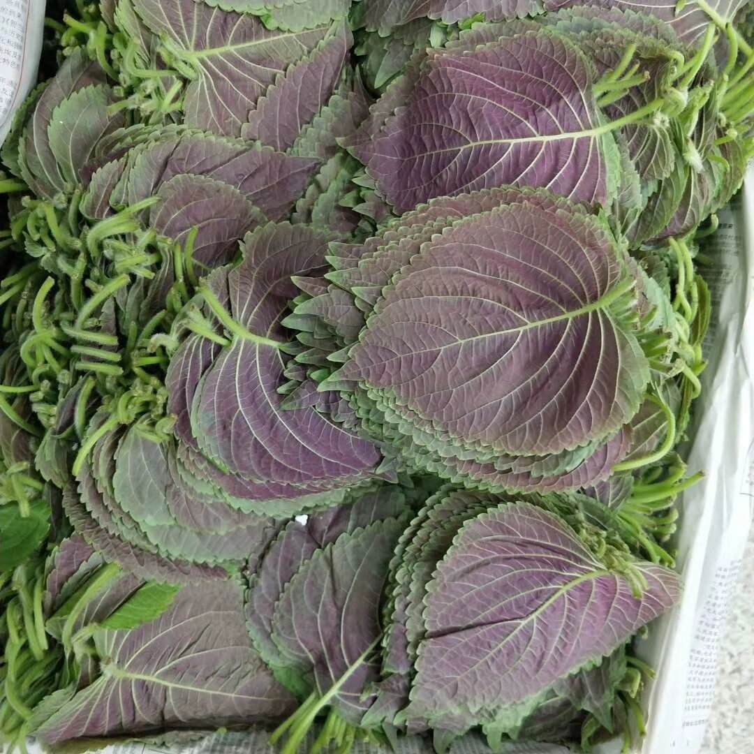 新鲜苏子叶泡菜开胃菜绿色蔬菜嫩叶紫苏叶青菜500g