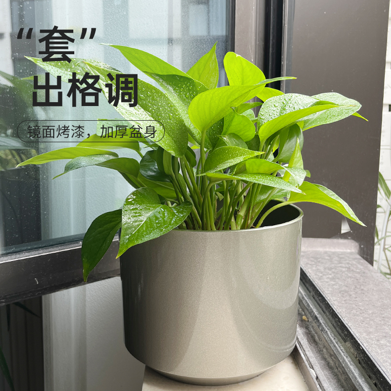 绿萝盆栽塑料套盆无孔花盆室内绿植北