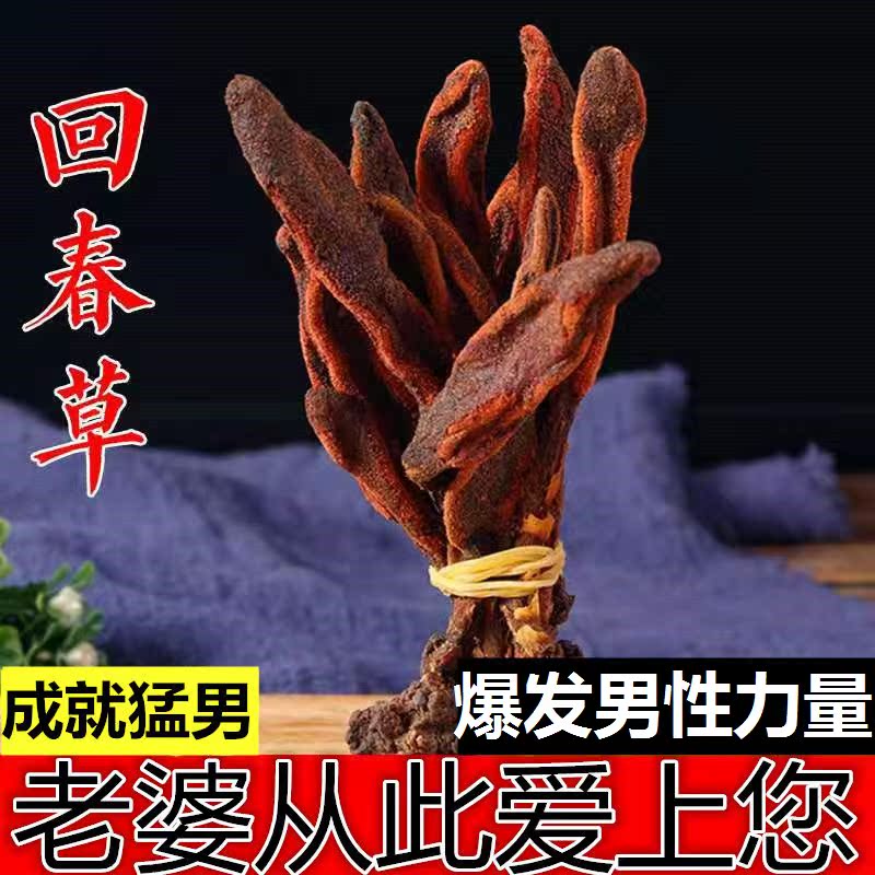 云南不老草野生回春草不老草草苁蓉顶天柱锁阳起阳草泡酒料200g